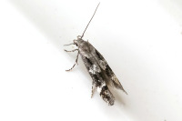 Talvitupsukoi