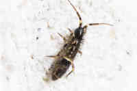 Orchesella sp