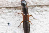 Othius punctulatus