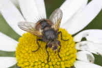 Tachina fera