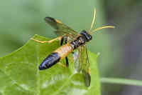 Tenthredo campestris