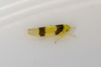 Zonocyba bifasciata