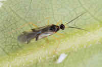 Alppiruusulude