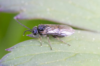 Pseudodineura enslini