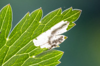 Pseudodineura enslinin tekemä miina kulleron lehdessä