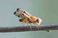 Xyphosia miliaria