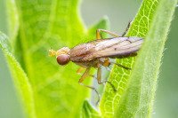 Tetanocera elata