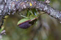 Katajaluteen nymfi