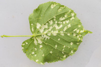 Eriophyes leiosoma lehti alta