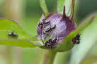 Muurahaiset eivät vikuuta pionin nuppuja etsiessään makeaa syötävää.