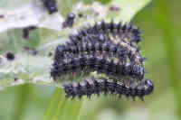 Neitoperhosen toukkia