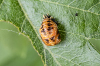 Harlekiinileppäpirkon kotelo