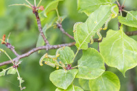 Metsäomenavarviaisen  toukkia