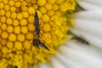 Haplothrips leucanthemi