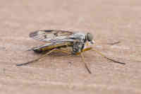  Rhagio scolopaceus