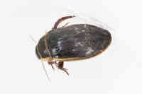 Sukeltaja sp.