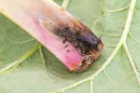 Varsiyökkösen toukan syöntijälki raparperin tyvellä